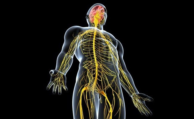 Healthy Nervous System and Spine
